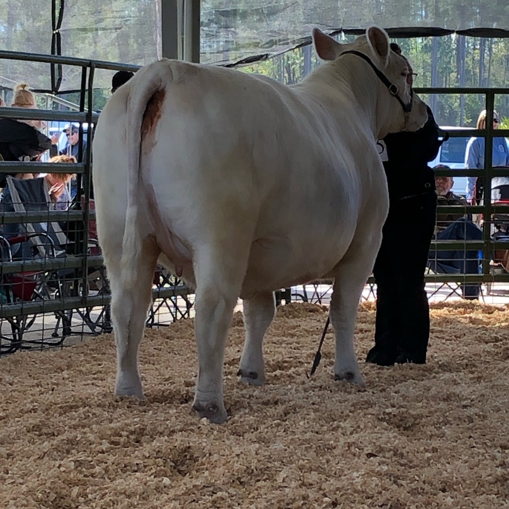 Meet your Posher, Amber